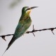 زنبور خور گلو خرمایی