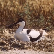 آووست (نوک خنجری)