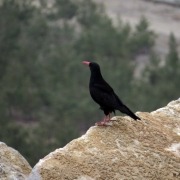 زاغ نوک سرخ