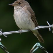 مگس گیر خالدار