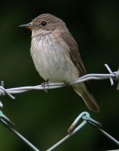 مگس گیر خالدار