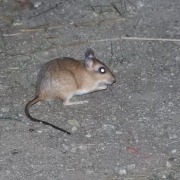 جربیل هندی