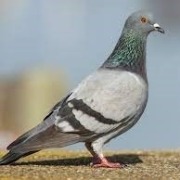 کبوتر چاهی