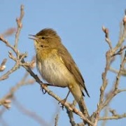 سسک بیدی