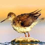 آبچلیک دودی