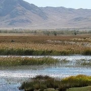 انواع تالاب
