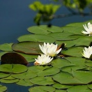 گیاهان ماندابی